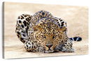 Watchful Jaguar Wall Art