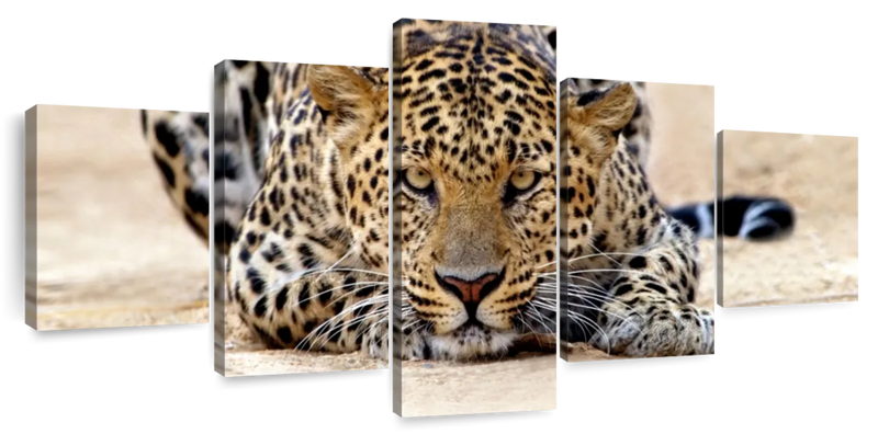 Watchful Jaguar Wall Art