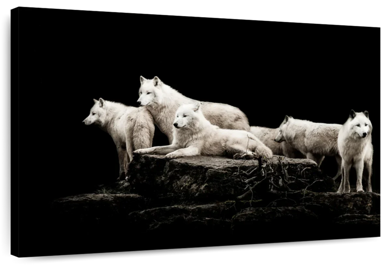 White Wolves Wall Art