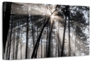 Forest Sun Beam Wall Art