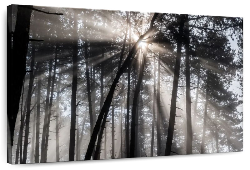 Forest Sun Beam Wall Art
