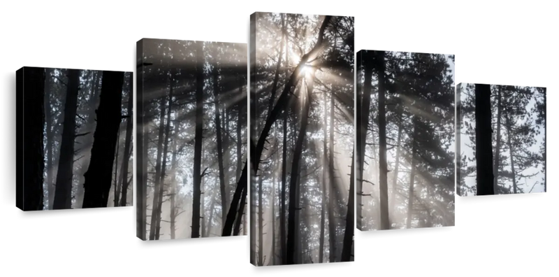 Forest Sun Beam Wall Art