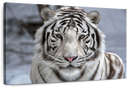 Endangered White Tiger Wall Art