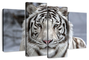 Endangered White Tiger Wall Art