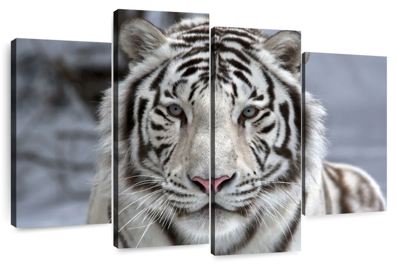 Endangered White Tiger Wall Art