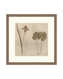 Botanical Thoughts II