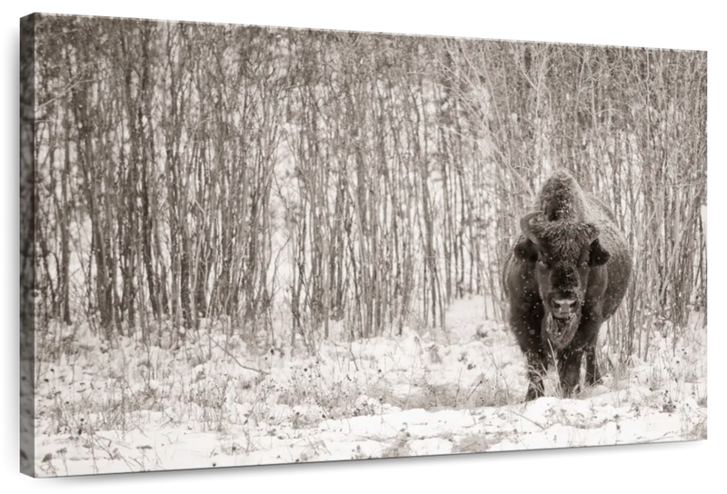 Bison In Winter Forest Wall Art