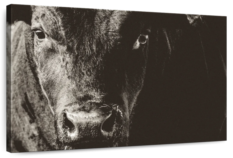 Black Angus Bull Wall Art