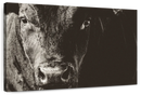 Black Angus Bull Wall Art