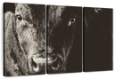 Black Angus Bull Wall Art
