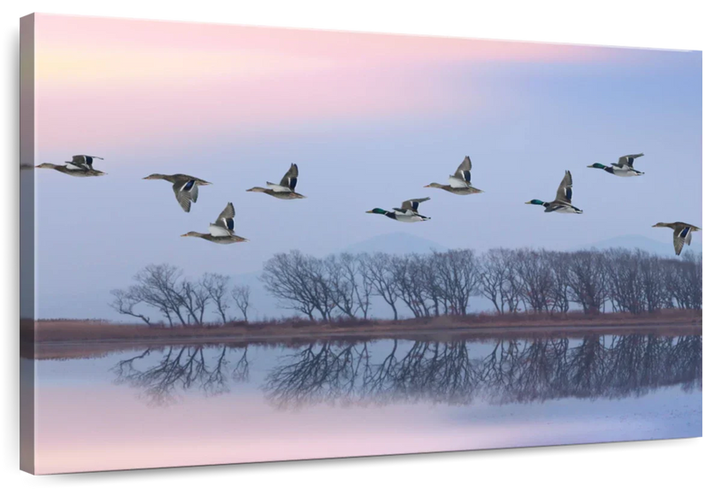 Pink Sky Over Ducks Wall Art