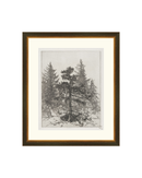 Pine Etching