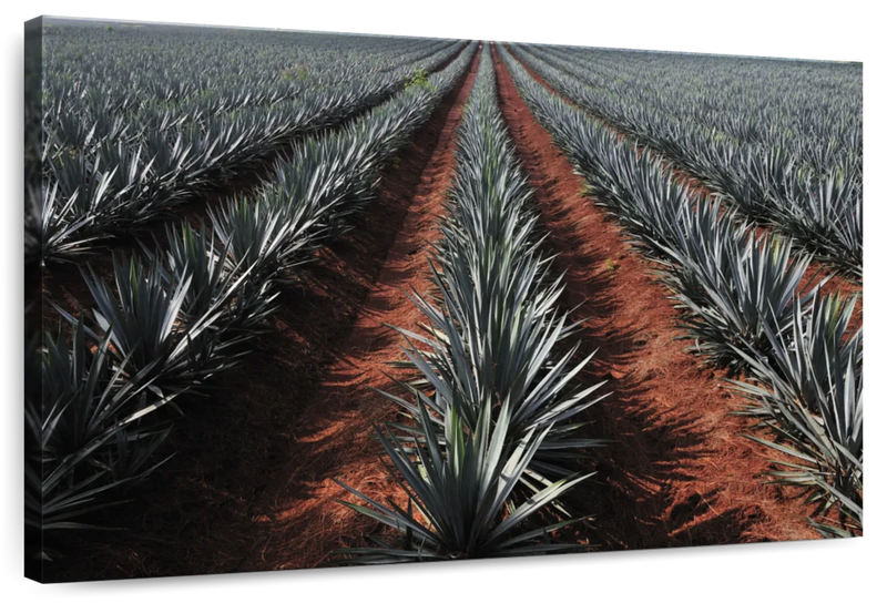 Agave Field Wall Art