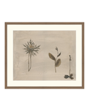 Botanical Thoughts IV