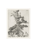 Pine Etchings 2
