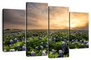 Bluebonnets At Sunset Wall Art