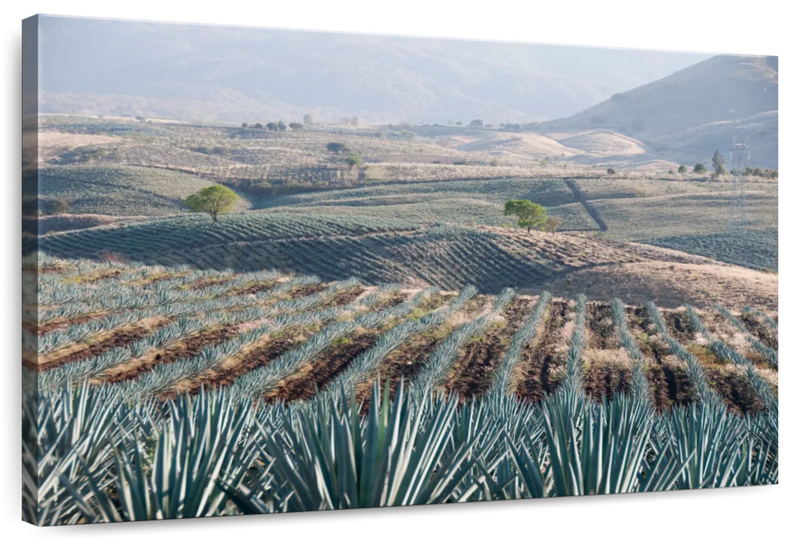 Tequila Jalisco Agave Field Wall Art