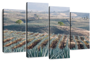 Tequila Jalisco Agave Field Wall Art