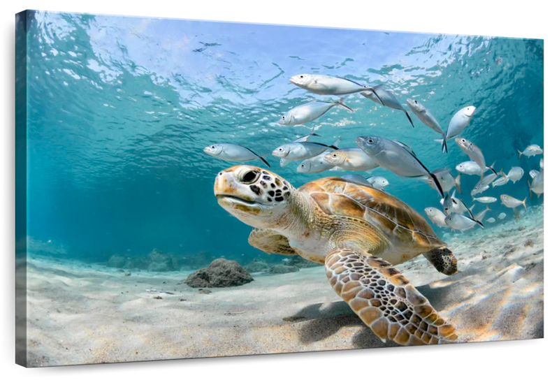 Curacao Fish And Turtle Wall Art