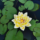 Realistic dark green & beige floating crocodile head garden water decor by Decorbites