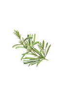 Rosemary Essential Oil