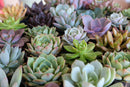 2.5" Rosette Wedding Favor Bulk Succulents