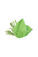 Moisturizing Body Wash | Rosemary & Mint by Rustic Strength