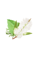 Floor Cleaner Concentrate | Rosemary, Mint & Tea Tree