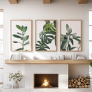 Botanical Set of 3 Prints. Tropical Monstera, Rubber Plant by Wall Art Set