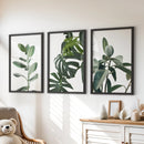 Botanical Set of 3 Prints. Tropical Monstera, Rubber Plant by Wall Art Set