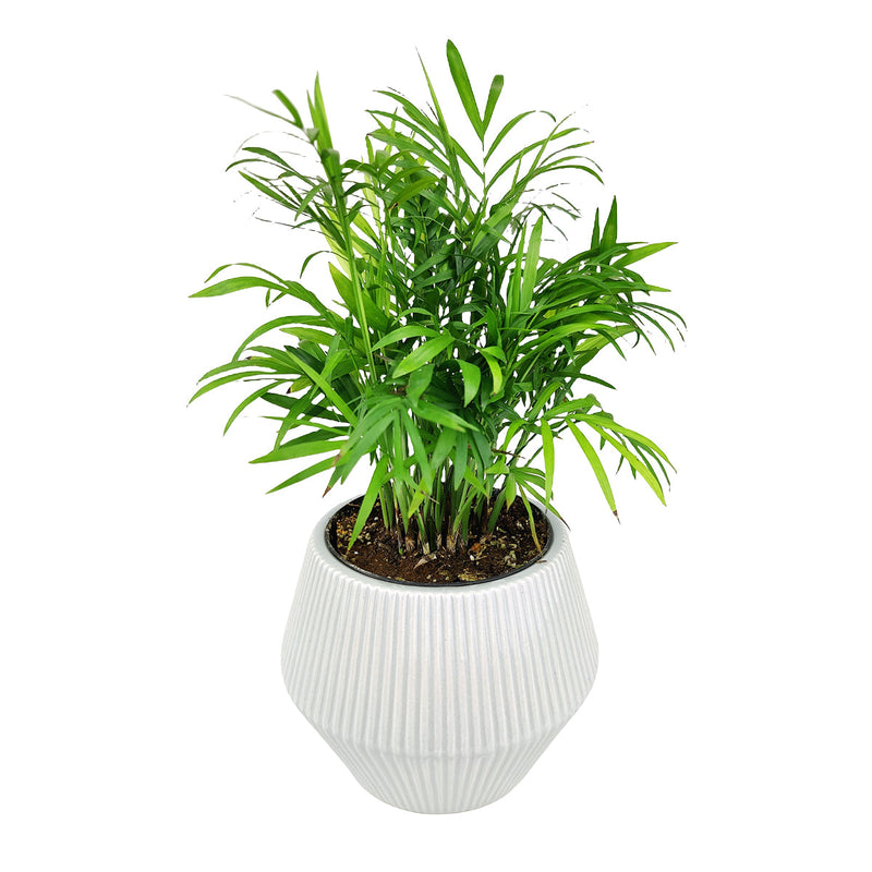 6 inch White Glazed Geometric Striped Ceramic Planter