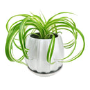 6 inch Grey Glazed Ceramic Contour Planter
