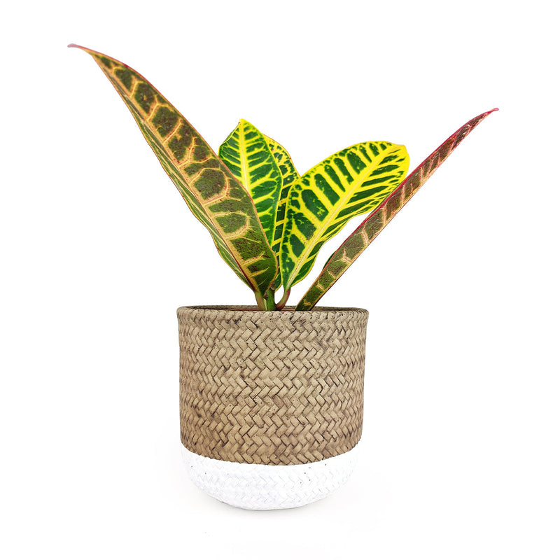 6 inch White & Nature Reed Round Cement Planter