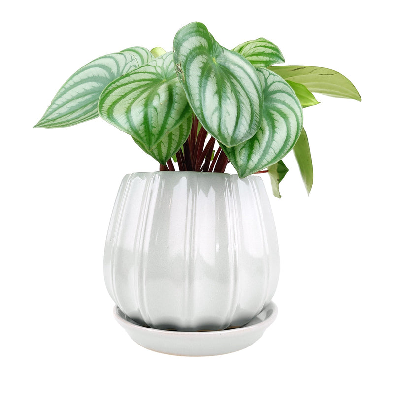 6 inch Grey Glazed Ceramic Contour Planter