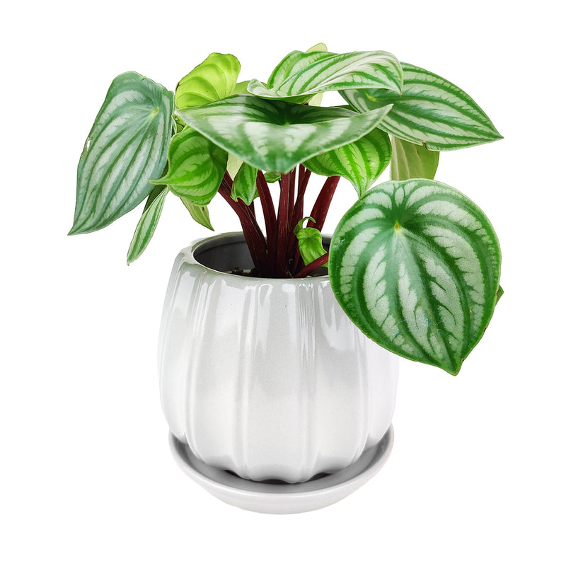 6 inch Grey Glazed Ceramic Contour Planter