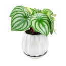 6 inch Grey Glazed Ceramic Contour Planter