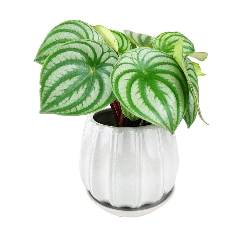 6 inch Grey Glazed Ceramic Contour Planter