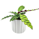 5 inch Grey Glazed Ceramic Cylinder Faux Cement Planter