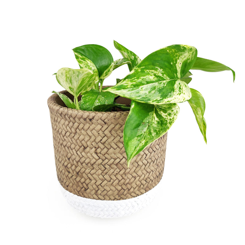 6 inch White & Nature Reed Round Cement Planter