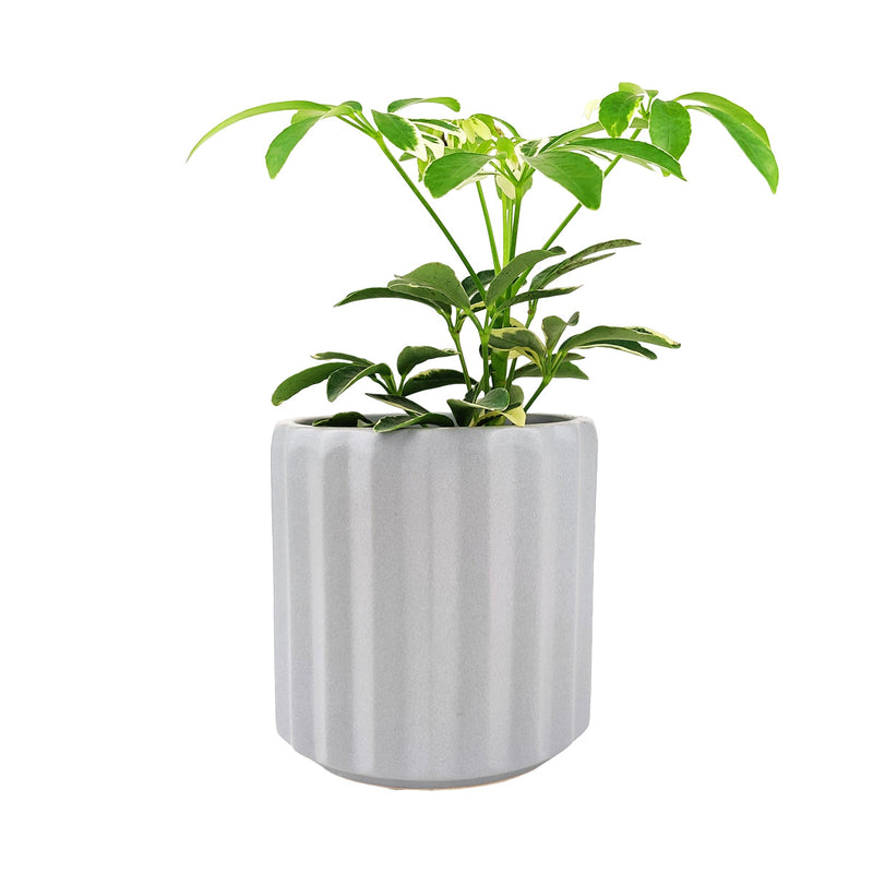 5 inch Grey Glazed Ceramic Cylinder Faux Cement Planter