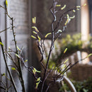 Seed Germination Branch Stem Faux