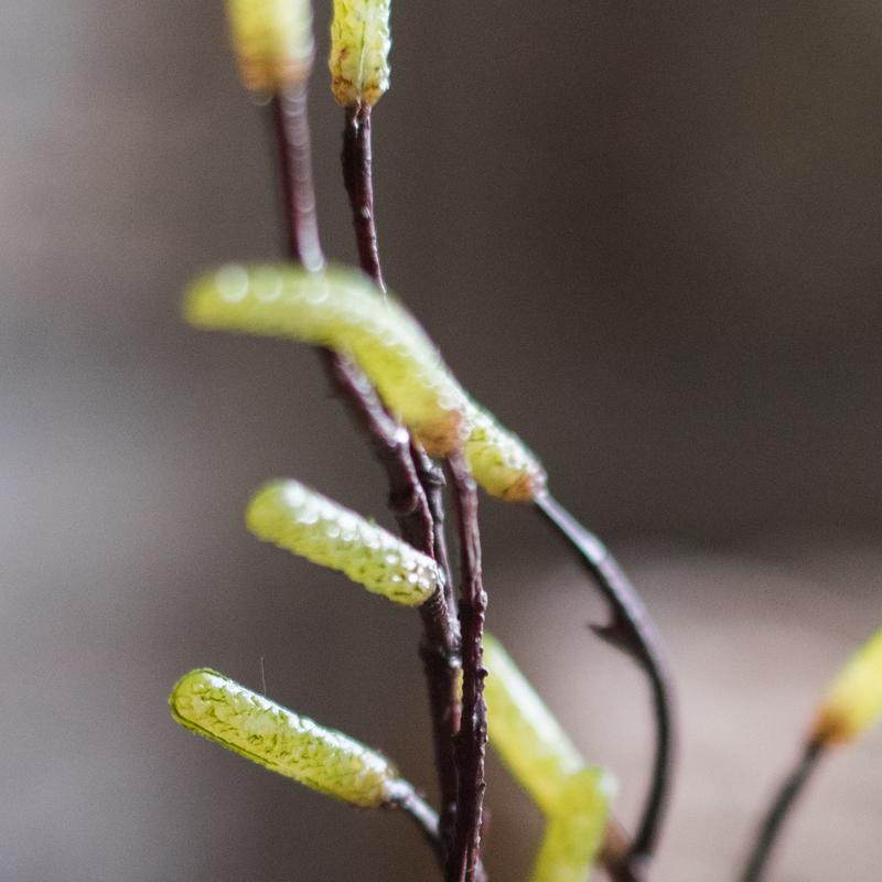 Seed Germination Branch Stem Faux