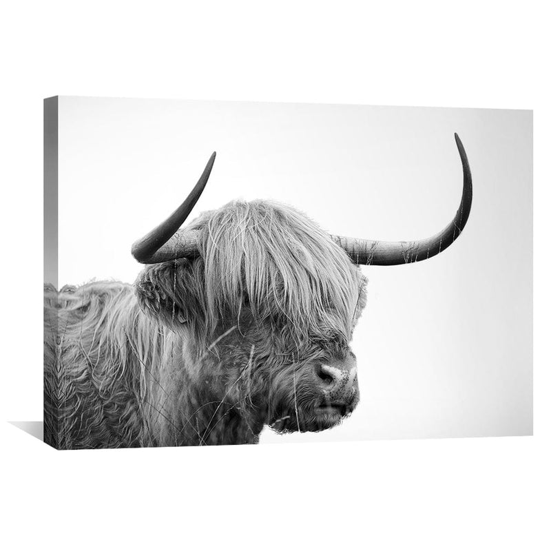 Serene Highland Cow Canvas