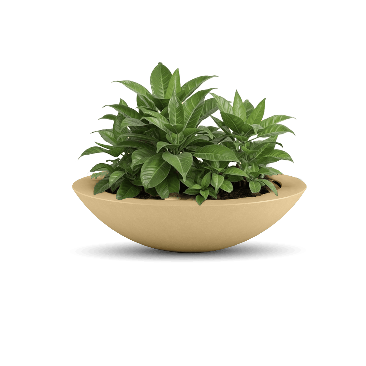 Oceanside Outdoor Shallow Planter, photo 29 of 40
