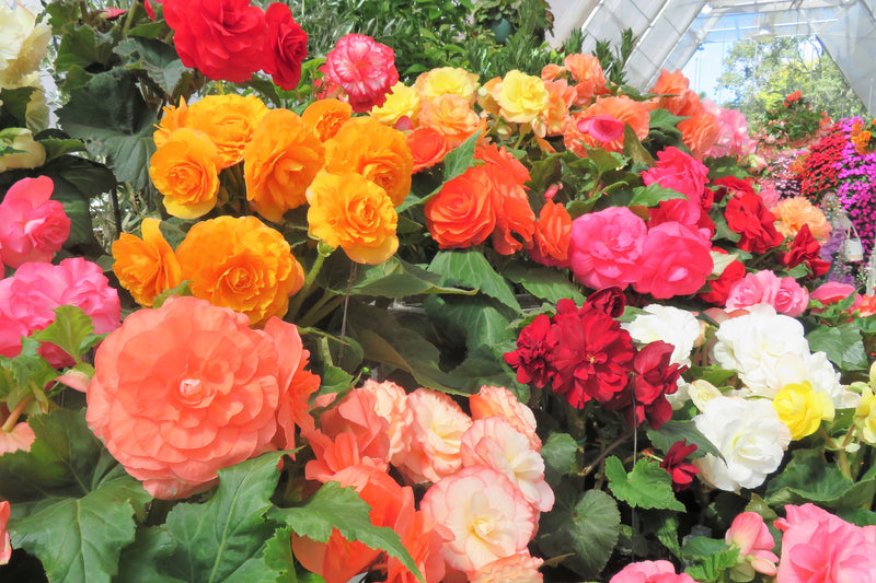 10 MIXED DOUBLE BEGONIA Tuberosa Tuberous Begonia Red Pink White Yellow Orange Shade Flower Seeds