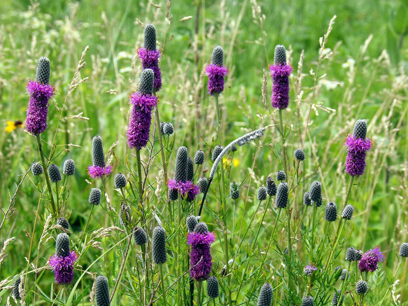 700 PURPLE PRAIRIE CLOVER Dalea Purpurea Flower Seeds