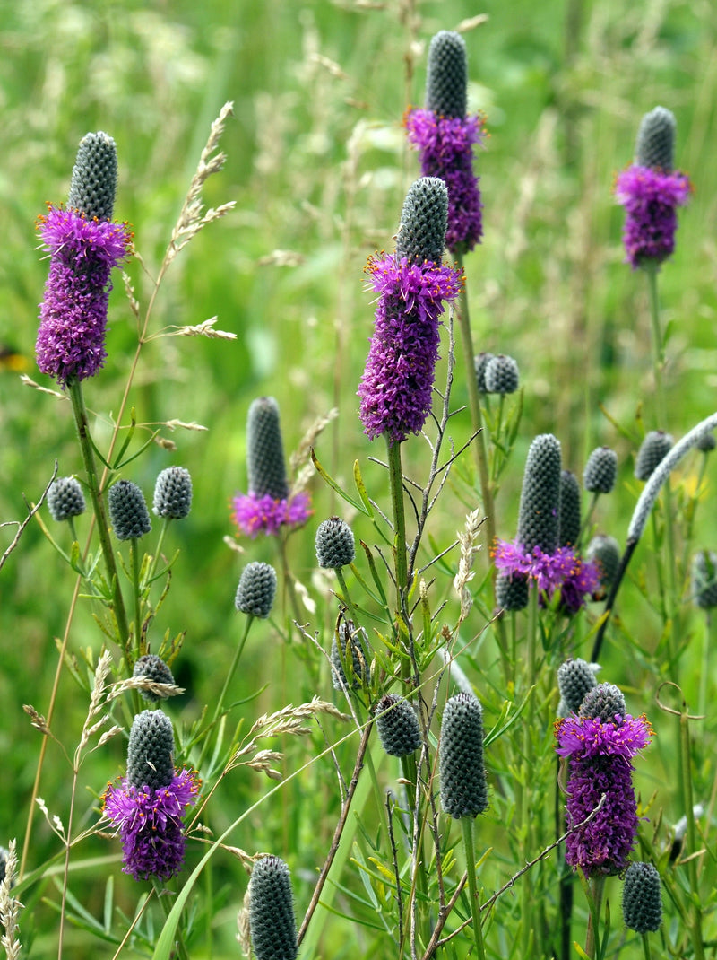 700 PURPLE PRAIRIE CLOVER Dalea Purpurea Flower Seeds