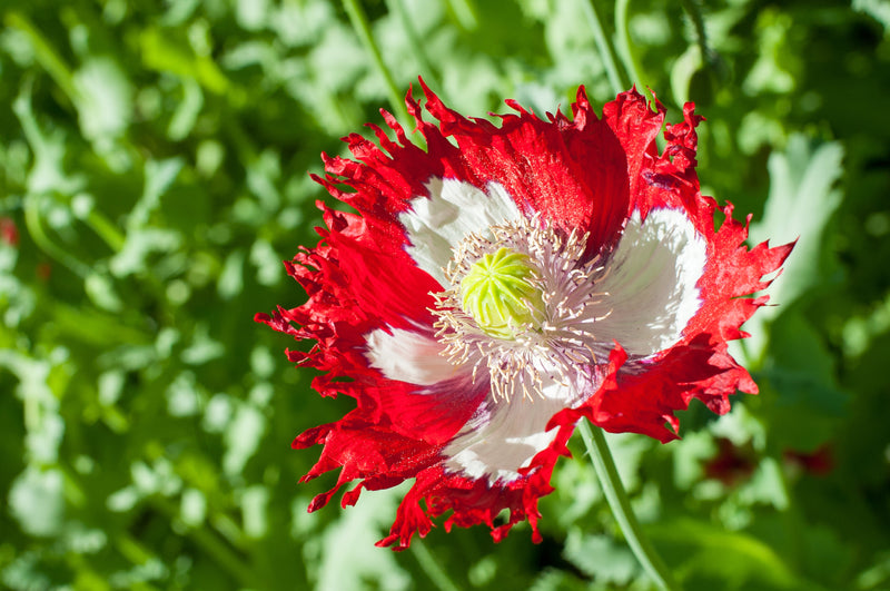 500 DANISH FLAG POPPY Red & White Queens Poppy Papaver Somniferum Danebrog Flower Seeds