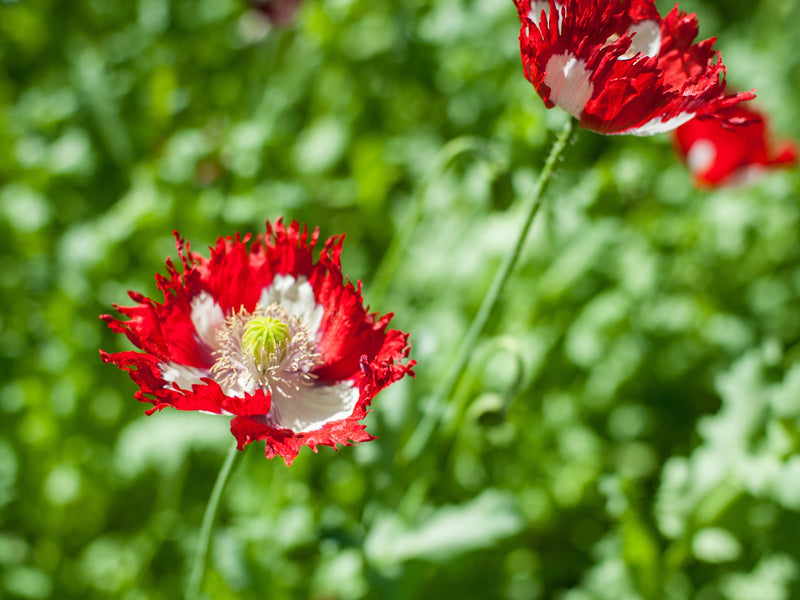 500 DANISH FLAG POPPY Red & White Queens Poppy Papaver Somniferum Danebrog Flower Seeds