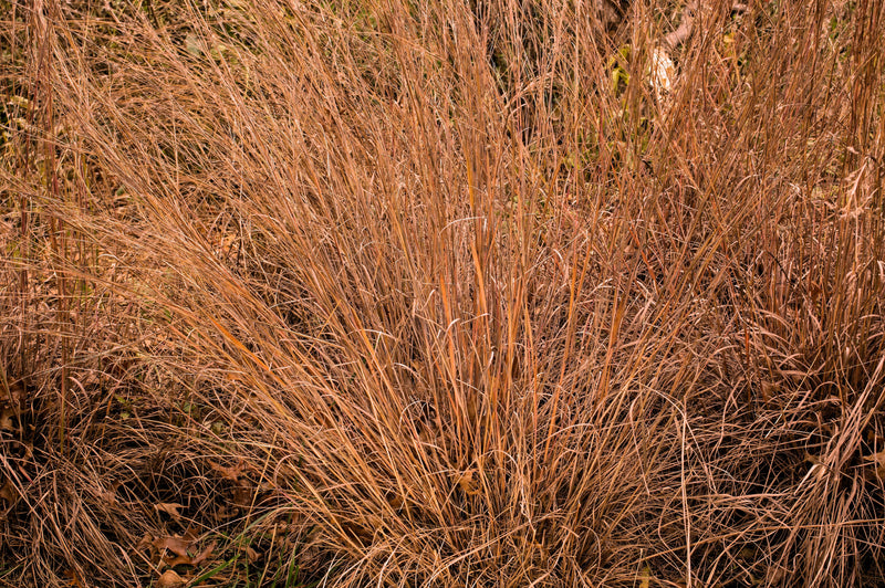 300 LITTLE BLUESTEM GRASS Schizachyrium Scoparius Seeds